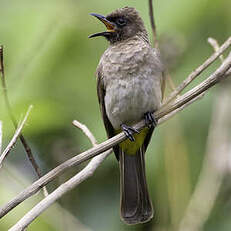Bulbul des jardins