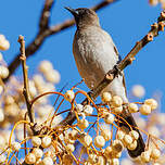 Bulbul des jardins