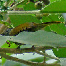 Bulbul des Masuku