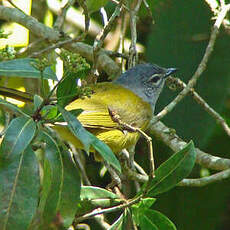 Bulbul kikuyu