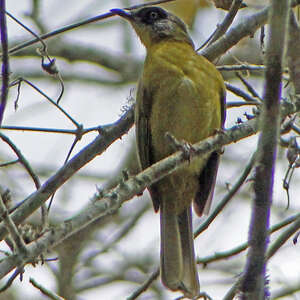 Bulbul montagnard