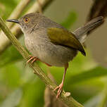 Camaroptère à dos gris