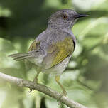 Camaroptère à dos gris