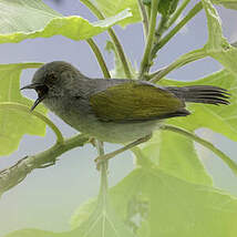 Camaroptère à dos gris