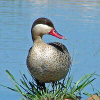 Canard à bec rouge