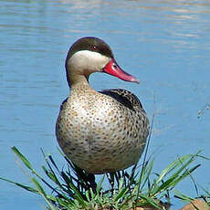 Canard à bec rouge