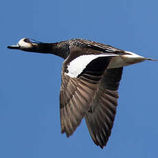 Canard de Chiloé