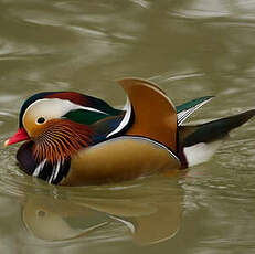 Canard mandarin