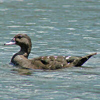 Canard noirâtre