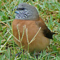 Capucin à tête grise