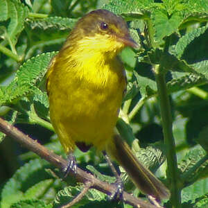 Chloropète jaune