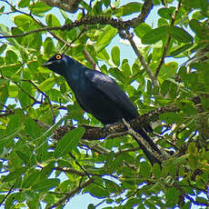 Choucador à ventre noir