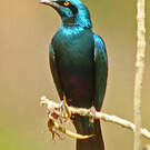 Choucador de Swainson