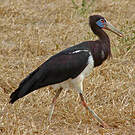 Cigogne d'Abdim