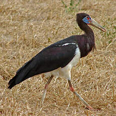 Cigogne d'Abdim