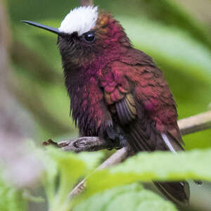 Colibri à coiffe blanche