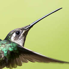 Colibri de Constant