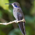 Colibri de Delphine