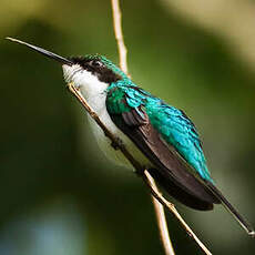 Colibri féérique