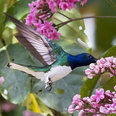 Colibri jacobin