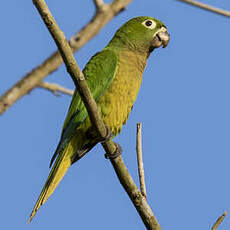 Conure naine