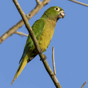 Conure naine