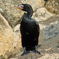 Cormoran africain