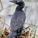 Cormoran de Vieillot