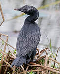 Cormoran de Vieillot