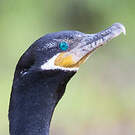 Cormoran vigua