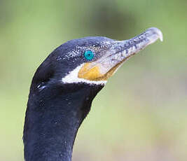 Cormoran vigua