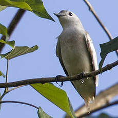 Cotinga neigeux