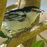 Cubla boule-de-neige