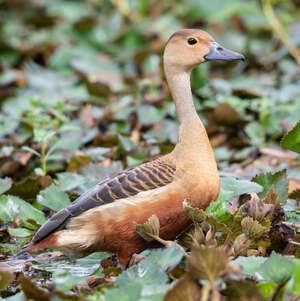 Dendrocygne siffleur