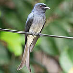 Drongo à ventre blanc