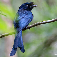 Drongo du Sri Lanka