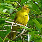 Érythrocerque jaune