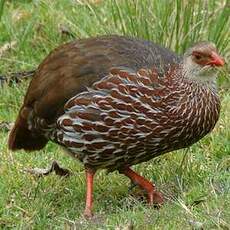 Francolin de Jackson