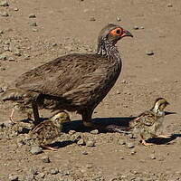 Francolin de Swainson