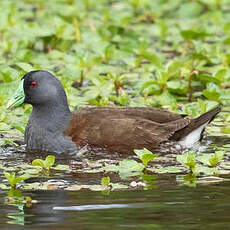 Gallinule à face noire