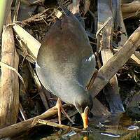 Gallinule africaine