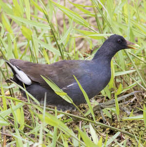 Gallinule d'Amérique