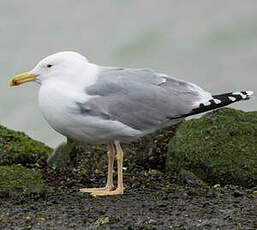 Goéland pontique