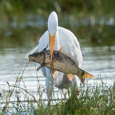 Grande Aigrette