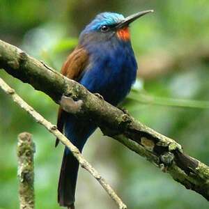 Guêpier à Tête Bleue Merops Muelleri
