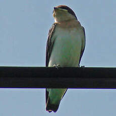 Hirondelle à croupion gris