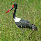 Jabiru d'Afrique