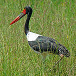 Jabiru d'Afrique