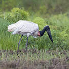 Jabiru d'Amérique