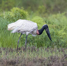 Jabiru d'Amérique